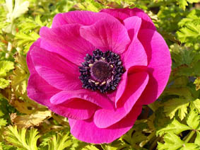 Anemone coronaria 'Sylphide'